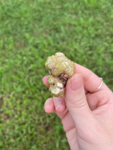 Load image into Gallery viewer, Garnet (var. Topazolite)
