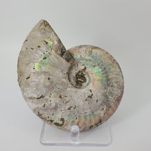 Load image into Gallery viewer, Opalized Ammonite Shell
