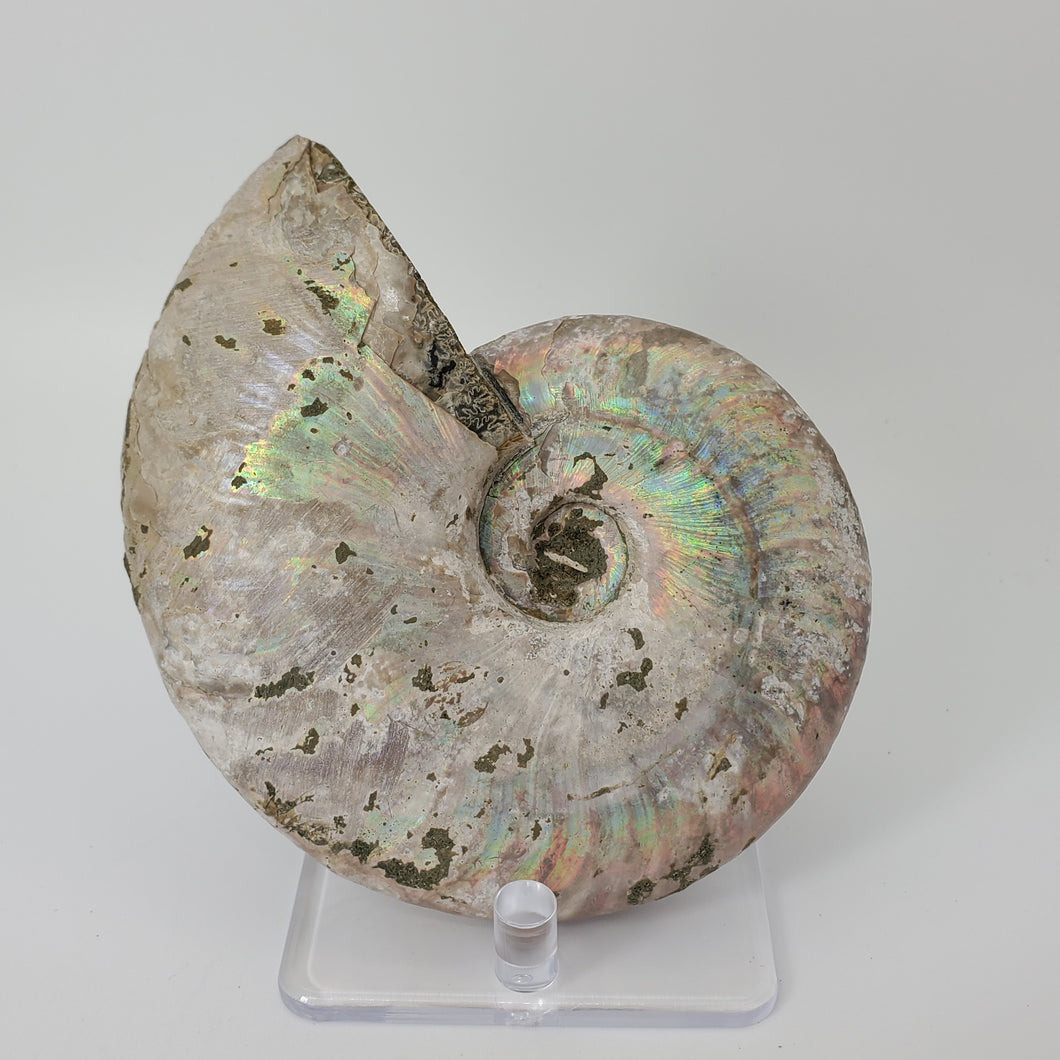 Opalized Ammonite Shell