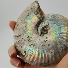 Load image into Gallery viewer, Opalized Ammonite Shell
